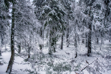 beautifully snowy spruce trees in the mountains