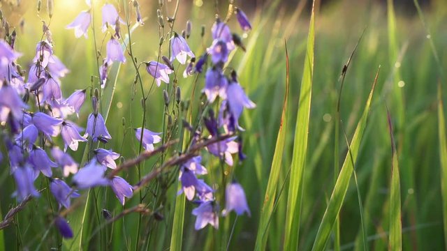 Panning of purple bellflowers close-up among green tall grass in the golden backlight of the morning sun. Colorful natural background.