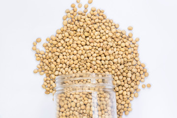 soybean