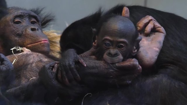 Close up of Bonobo mother and baby