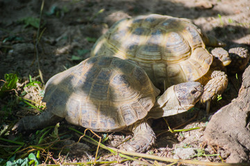 A pair of turtles enjoy the sunshine.
