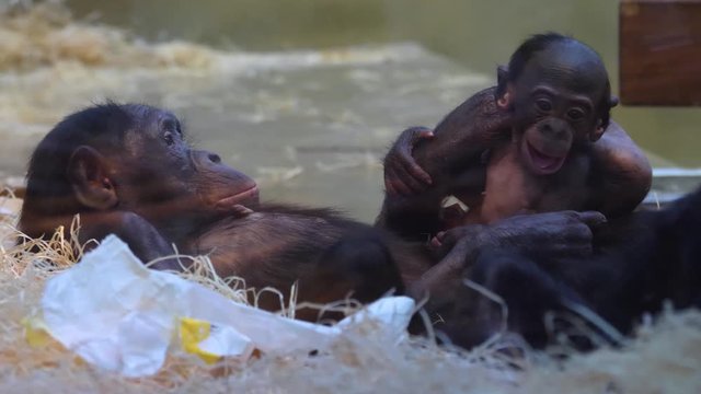 Close up of Bonobo family, mother and baby relaxing.