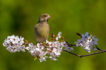 Eurasian greenfinch (Chloris chloris) on a blossoming branch