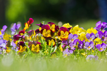 Flower bed with blue and yellow pansies closeup