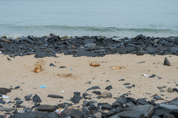 Fototapeta na wymiar Stray dogs lying in sand on rocky beach in Pondicherry, South India
