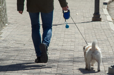 The owner walks with a small dog breed Jack Russell Terrier