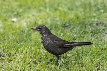 Blackbird foraging