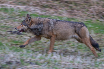 European grey wolf, Canis lupus