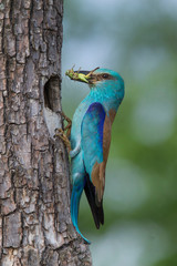 european roller (coracias garrulus) in natural habitat in spring