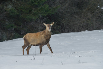 Red deer without antlers in a wildlife