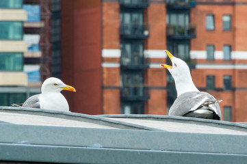 Seagulls on the container, closeup. London, UK