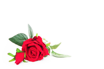 natural red rose flower with green leaves on a white background