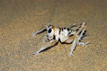 Desert Cricket, Schizodactylus monstrosus, Bademushwala, bites are said to be painful, Jaisalmer, Rajasthan, India.