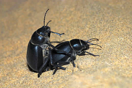 Beetles mating, Coleoptera, Rutelidae, Melolonthidae, Scarabidae, found during a night search on barren sand dunes, Jaisalmer, Rajasthan, India.