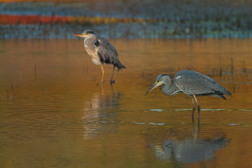 Grey heron (Ardea cinerea) in water with reflection,Slovakia