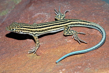 Spiny-Footed Lizard (Acanthodactylus erythrurus), A fussorial species of hacertids found under soft sand. Sam, Jaisalmer, Rajasthan, India.