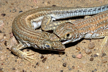 Acanthodactylus cantoris. Here males bighting for dominance over each other. Sam, Jaisalmer, Rajasthan, India.