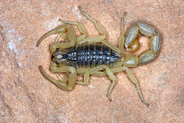 Hottentotta Tamulus, One of most widely distributed species of scorpion in India. Sam, Jaisalmer, Rajasthan