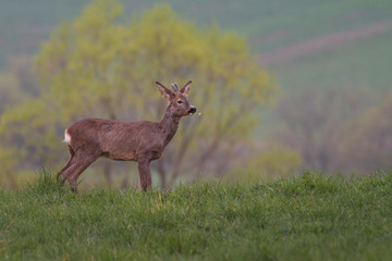 European roe deer (Capreolus capreolus)