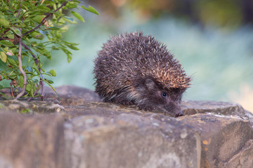 West European Hedgehog (Erinaceus europaeus)