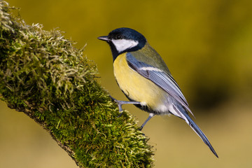 Garden bird Great tit, songbird sitting on the ground. little bird in nature forest habitat, Wildlife scene from nature. Parus major.