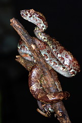 Malabar Pit Viper (Trimeresums malbaricus) is endemic to the western Ghats, Amboli, Maharashtra, India