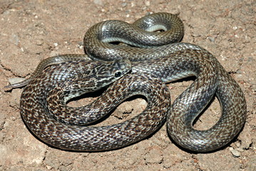 Indian Smooth Snake (Coronella austriaca), This is a small slender snake that usually only grows to 60-70cm in length. 