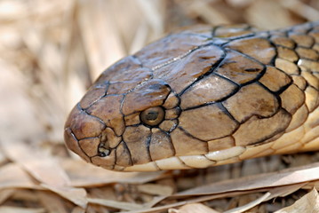 King Cobra (Ophiophagus hannah) is the world's longest venomous snake, growing to a length of 18.5 ft. The venom of the King Cobra is primarily neurotoxic,