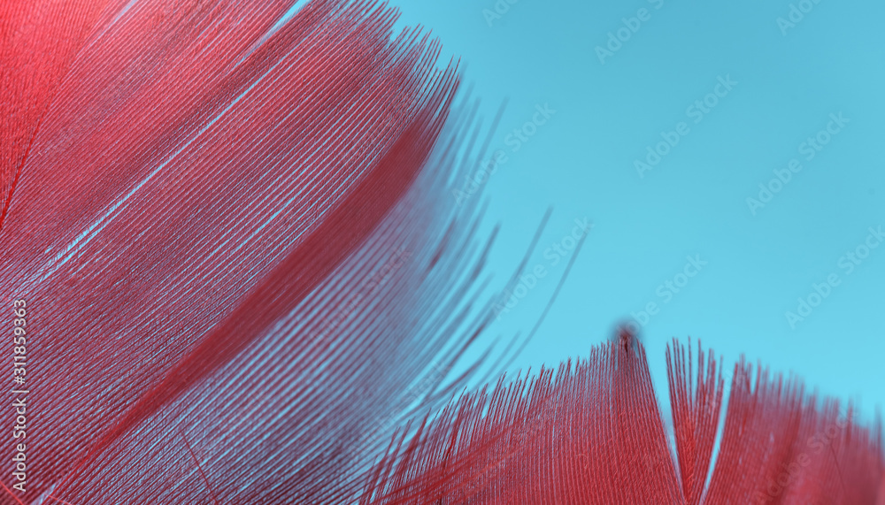 Poster close up beautiful red trends bird feather pattern texture background. macro photography view.