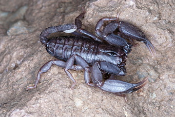 Neoscorpiops deccanensis,  This Crack dwelling scorpion is endemic to the Sinhagad fort, Pune, Maharashtra, India