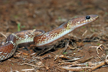 The common wolf snake (Lycodon aulicus) is a small, brown, nocturnal serpent. Non-venomous often enter human settlements in seach of its favourite prey geckos, Mulshi, Pune, Maharashtra, India