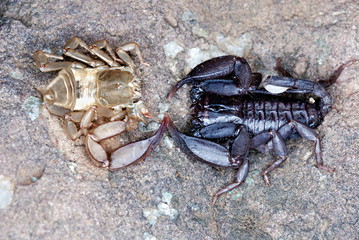 Neoscorpiops deccanensis,  Endemic scorpion found only on the Sinhagad fort. Here seen with its freshly shed moult, Pune, Maharashtra, India