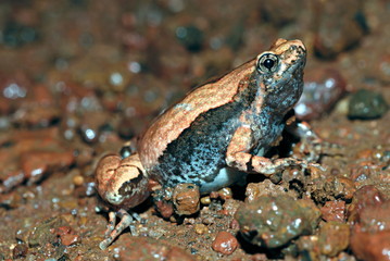 The Ornate Narrow-mouthed Frog (Microhyla ornata) is a species of microhylid frog found in South Asia, Amboli, Pune, Maharashtra, India