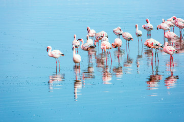  Flock of flamingos are reflected in water
