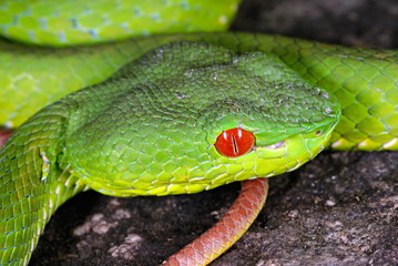 Pope's Pit Viper, Trimeresurus popeiorum, is generally encountered at night above an elevation of...