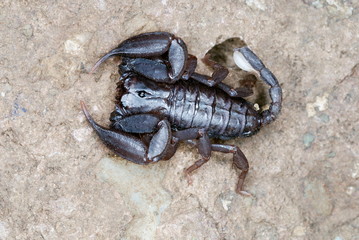 Neoscorpiops deccanensis,  This Crack dwelling scorpion is endemic to the Sinhagad fort, Pune, Maharashtra, India