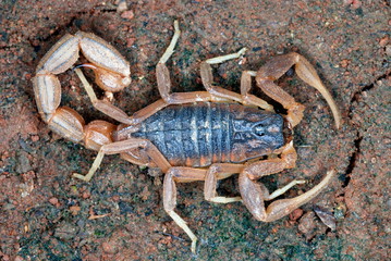 Hottentotta Tamulus, One of most widely distributed species of scorpion in India. Pune, Maharastra.