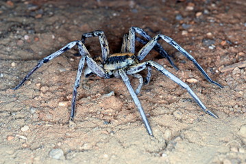 Lycosidae - Wolf or ground spiders. This is a large family of spiders that forage for prey on the ground.