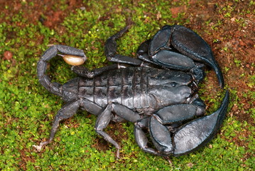 Neoscorpiops deccanensis, This Crack dwelling scorpion is endemic to the Sinhagad fort, Pune, Maharashtra, India.