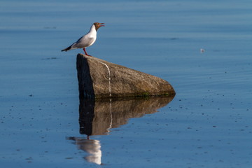 Adult summer plumage black-headed gull, Chroicocephalus ridibundus, standing on a rock, Trelleborg, Sweden
