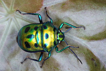 Jewel Beetle (Coleoptera buprestidae). A very beautiful group of beetles seen in well forest areas,...