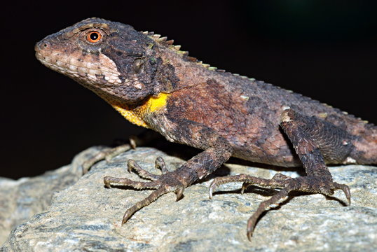 Arbor hill agama, Trapelus agilis. A very rare agamid rediscovered after 125 yrs in 2006 in North East, India, Arunachal Pradesh.