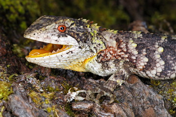 Laudakia stellio brachydactyla (Full Taxonomy), Arbor hill agama, Trapelus agilis. A very rare agamid rediscovered after 125 yrs in 2006 in North East, India, Arunachal Pradesh..