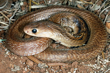 Indian or spectacled cobra (Naja naja) Naja is a genus of venomous elapid snakes.  Pune, Maharashtra, India