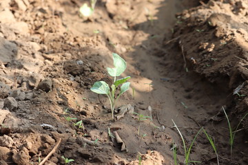 cabbage (plant) plantations grow in the field