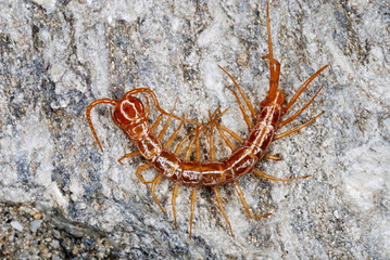 Centipede Otostigmus scabricauda (Chilopoda: Scolopendromorpha).Arunachal.