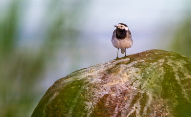 White wagtail, Motacilla alba, standing on a rock, Kalmar, Sweden © Elenarts