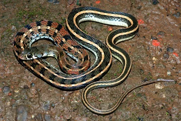 Foto op Aluminium Buff Striped Keelback (Amphiesma stolatum) is a common species of non-venomous colubrid snake  © RealityImages