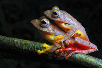 Rhacophorus cf rhodogaster-mating. A species of Gliding frog. Arunachal Pradesh. India. .