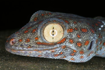 Obraz premium Tucktoo Gecko's head closeup. A large sized arboreal gecko which are seen commonly habiting the tree hollows. Assam. India.